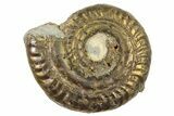 Fossil Pyritized Ammonite (Hildoceras) - France #262635-1